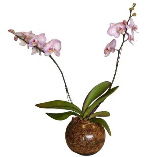 ORQUIDEA PHALEANOPSIS PECERA vii